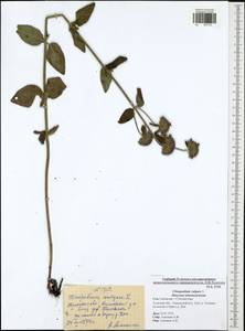 Clinopodium vulgare L., Eastern Europe, Central region (E4) (Russia)