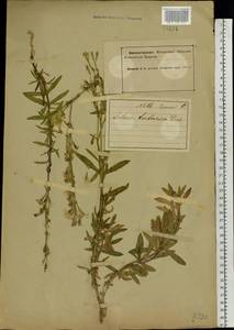 Silene tatarica (L.) Pers., Eastern Europe, Northern region (E1) (Russia)