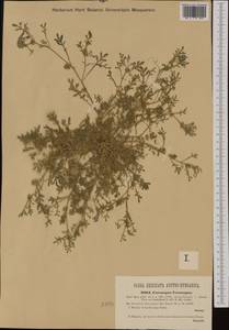 Lepidium coronopus (L.) Al-Shehbaz, Western Europe (EUR) (Czech Republic)