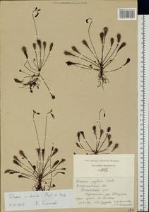 Drosera × obovata Mert. & W. D. J. Koch, Eastern Europe, Central region (E4) (Russia)