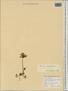 Lamium purpureum L., Caucasus, North Ossetia, Ingushetia & Chechnya (K1c) (Russia)