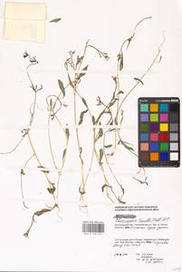 Chorispora tenella (Pall.) DC., Eastern Europe, Lower Volga region (E9) (Russia)