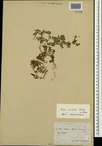 Vicia sativa subsp. cordata (Hoppe)Asch. & Graebn., Crimea (KRYM) (Russia)