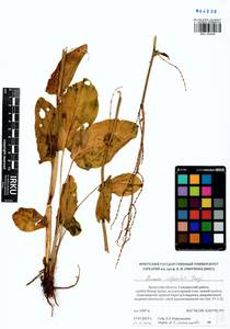 Rumex arifolius All., Siberia, Baikal & Transbaikal region (S4) (Russia)