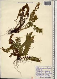 Polystichum lonchitis (L.) Roth, Caucasus, Stavropol Krai, Karachay-Cherkessia & Kabardino-Balkaria (K1b) (Russia)