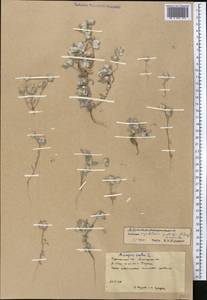 Filago griffithii (A. Gray) Andrés-Sánchez & Galbany, Middle Asia, Karakum (M6) (Turkmenistan)