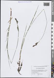 Carex buxbaumii Wahlenb., Eastern Europe, Northern region (E1) (Russia)