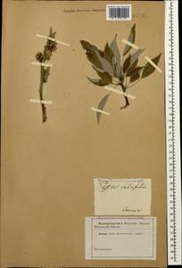 Pyrus salicifolia Pall., Caucasus (no precise locality) (K0)