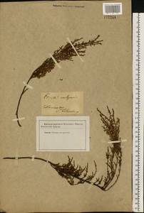 Calluna vulgaris (L.) Hull, Eastern Europe, North-Western region (E2) (Russia)