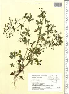 Potentilla intermedia L., Eastern Europe, Central region (E4) (Russia)