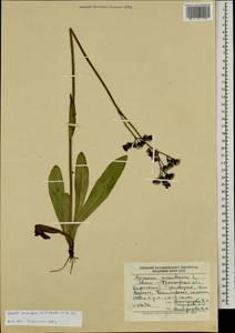 Pilosella aurantiaca subsp. aurantiaca, Eastern Europe, West Ukrainian region (E13) (Ukraine)
