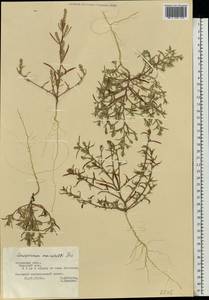 Corispermum marschallii Steven, Eastern Europe, Central region (E4) (Russia)