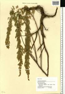 Artemisia abrotanum L., Eastern Europe, Rostov Oblast (E12a) (Russia)