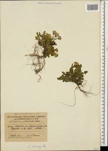 Senecio leucanthemifolius subsp. caucasicus (DC.) Greuter, Caucasus, South Ossetia (K4b) (South Ossetia)