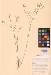 Linum perenne L., Eastern Europe, Lower Volga region (E9) (Russia)