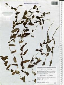 Potamogeton perfoliatus L., Eastern Europe, Northern region (E1) (Russia)