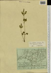 Scutellaria pacifica Juz., Siberia, Russian Far East (S6) (Russia)
