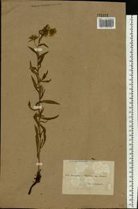 Anchusa ochroleuca M. Bieb., Eastern Europe, North Ukrainian region (E11) (Ukraine)