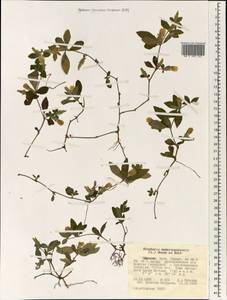 Blepharis maderaspatensis (L.) Heyne ex Roth, Africa (AFR) (Ethiopia)