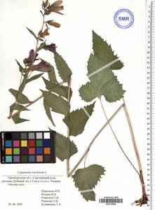 Campanula trachelium L., Eastern Europe, Eastern region (E10) (Russia)