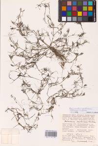 Ranunculus trichophyllus Chaix, Eastern Europe, Lower Volga region (E9) (Russia)