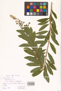 Spiraea alba Du Roi, Eastern Europe, Western region (E3) (Russia)