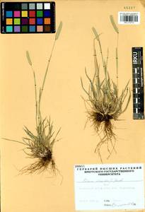 Phleum phleoides (L.) H.Karst., Siberia, Altai & Sayany Mountains (S2) (Russia)