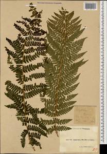 Polystichum braunii (Spenn.) Fée, Caucasus, Krasnodar Krai & Adygea (K1a) (Russia)