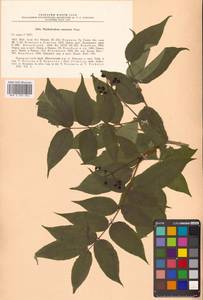 Phellodendron amurense Rupr., Siberia, Russian Far East (S6) (Russia)