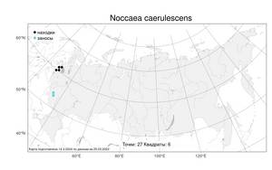 Noccaea caerulescens (J. Presl & C. Presl) F. K. Mey., Atlas of the Russian Flora (FLORUS) (Russia)