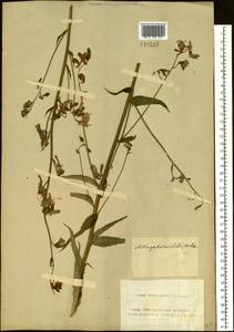 Adenophora liliifolia (L.) A.DC., Siberia, Altai & Sayany Mountains (S2) (Russia)