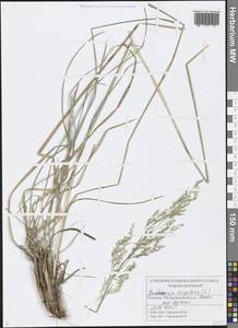 Deschampsia cespitosa (L.) P.Beauv., Eastern Europe, Middle Volga region (E8) (Russia)