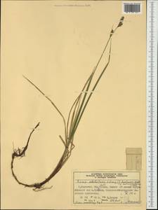 Carex buxbaumii Wahlenb., Western Europe (EUR) (Norway)