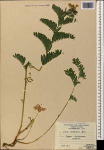 Vicia balansae Boiss., Caucasus, South Ossetia (K4b) (South Ossetia)