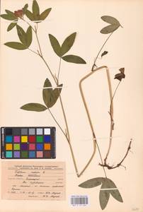 Trifolium medium L., Eastern Europe, Central forest-and-steppe region (E6) (Russia)