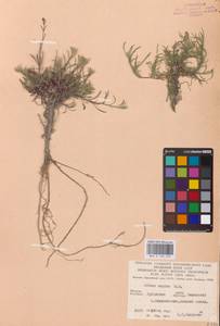 Silene supina M.Bieb., Eastern Europe, North Ukrainian region (E11) (Ukraine)