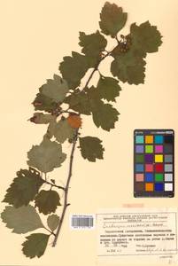 Crataegus maximowiczii C. K. Schneid., Siberia, Russian Far East (S6) (Russia)