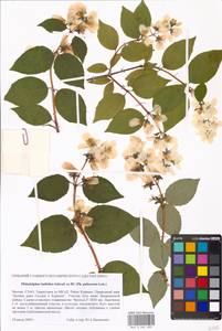 Philadelphus pubescens Loisel., Eastern Europe, Moscow region (E4a) (Russia)