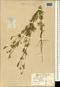 Adonis aestivalis L., Caucasus, Armenia (K5) (Armenia)
