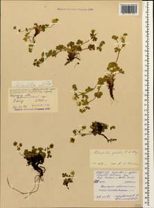 Potentilla crantzii subsp. gelida (C. A. Mey.) Soják, Caucasus, North Ossetia, Ingushetia & Chechnya (K1c) (Russia)