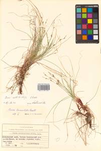 Carex callitrichos V.I.Krecz., Siberia, Russian Far East (S6) (Russia)