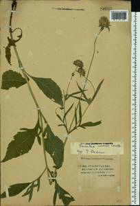 Knautia arvensis (L.) Coult., Eastern Europe, Lower Volga region (E9) (Russia)