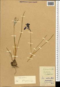 Iris reticulata M.Bieb., Caucasus, Dagestan (K2) (Russia)