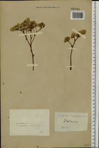 Goniolimon speciosum (L.) Boiss., Siberia, Altai & Sayany Mountains (S2) (Russia)