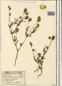 Lomelosia micrantha (Desf.) Greuter & Burdet, Caucasus, Armenia (K5) (Armenia)