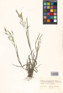 Bromus commutatus Schrad., Eastern Europe, Moscow region (E4a) (Russia)