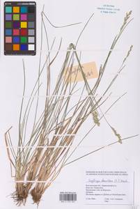 Danthonia decumbens (L.) DC., Eastern Europe, Central forest-and-steppe region (E6) (Russia)