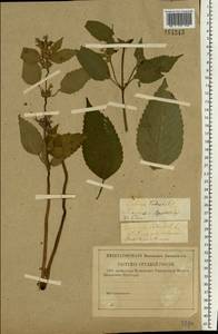 Galeopsis tetrahit L., Eastern Europe, Western region (E3) (Russia)