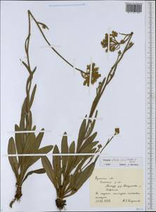 Pilosella echioides subsp. echioides, Eastern Europe, Central region (E4) (Russia)