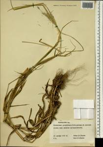 Pennisetum, Africa (AFR) (Guinea)